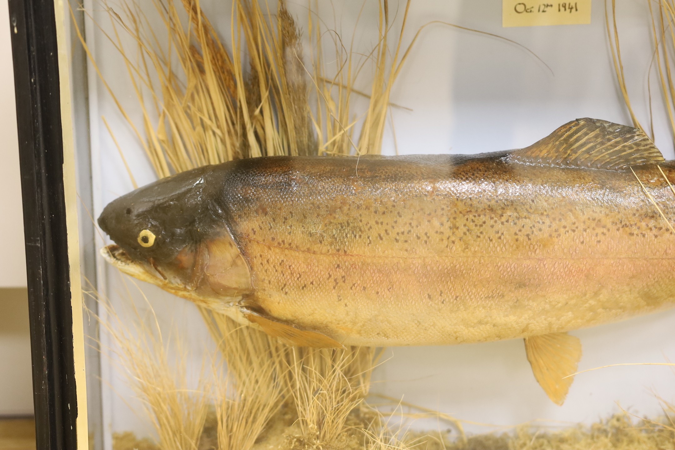 Taxidermy, Trout, label: 9lbs 4 oz, Bala Lake, Oct 12th 1941, case 69 cms